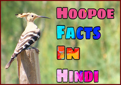 hoopoe bird in hindi