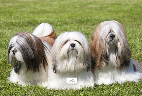 Lhasa Apso characteristics