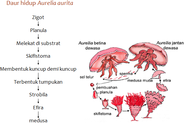Siklus Hidup Aurelia Aurita Neofotografi
