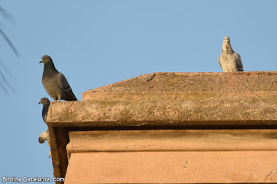 Colom roquer (Columba livia)