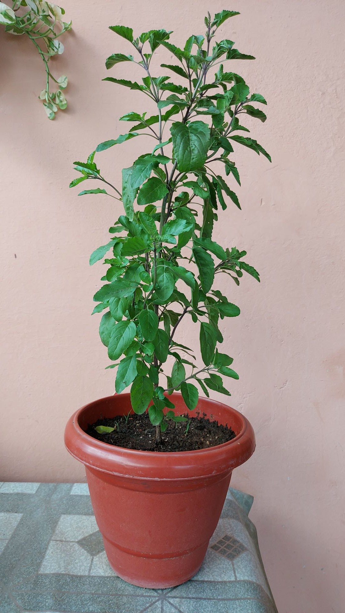 Why are Tulsi plant dying in winter (6 main reasons)