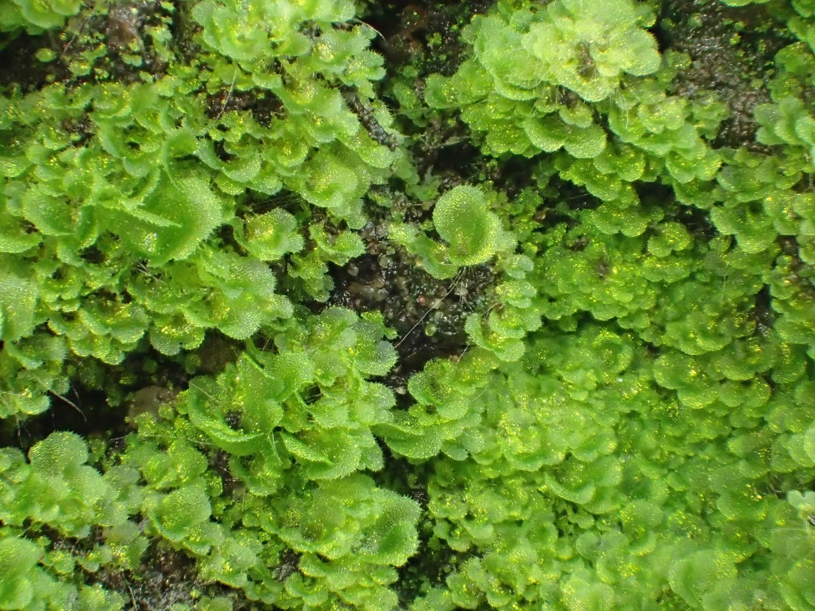 Shropshire Botanical Society Growing ferns from spores