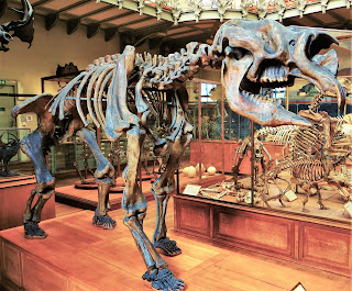 Diprotodon iskeleti