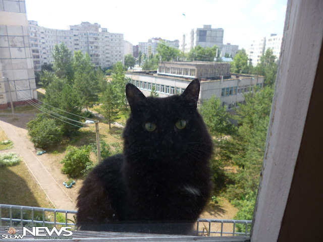 В Уфе появится приют для животных В Уфе появится приют для животных