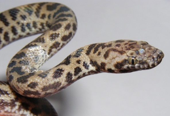 Spotted Python | Snakes