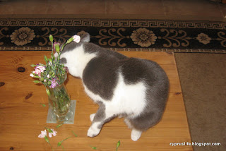 Lady Jane eating carnations The cat Lady Jane biting the heads of some carnations in a vase