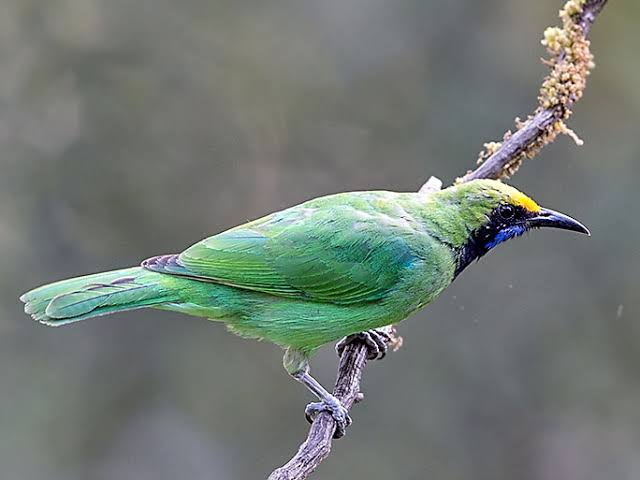 30+ Suara burung cucak ijo betina birahi terbaru