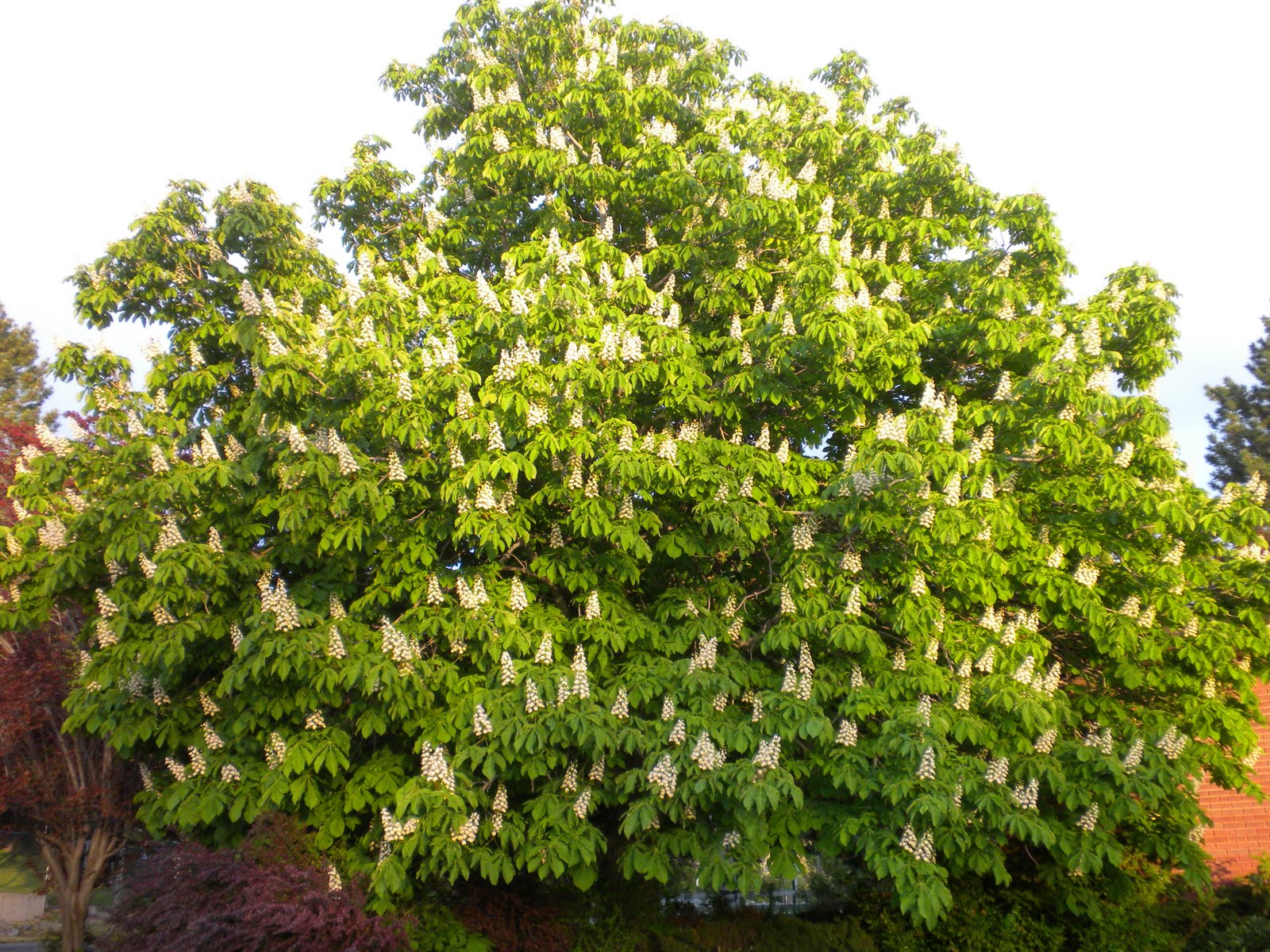 Michelle Martine Merrill's Picture of the Day Chestnut Tree in Bloom