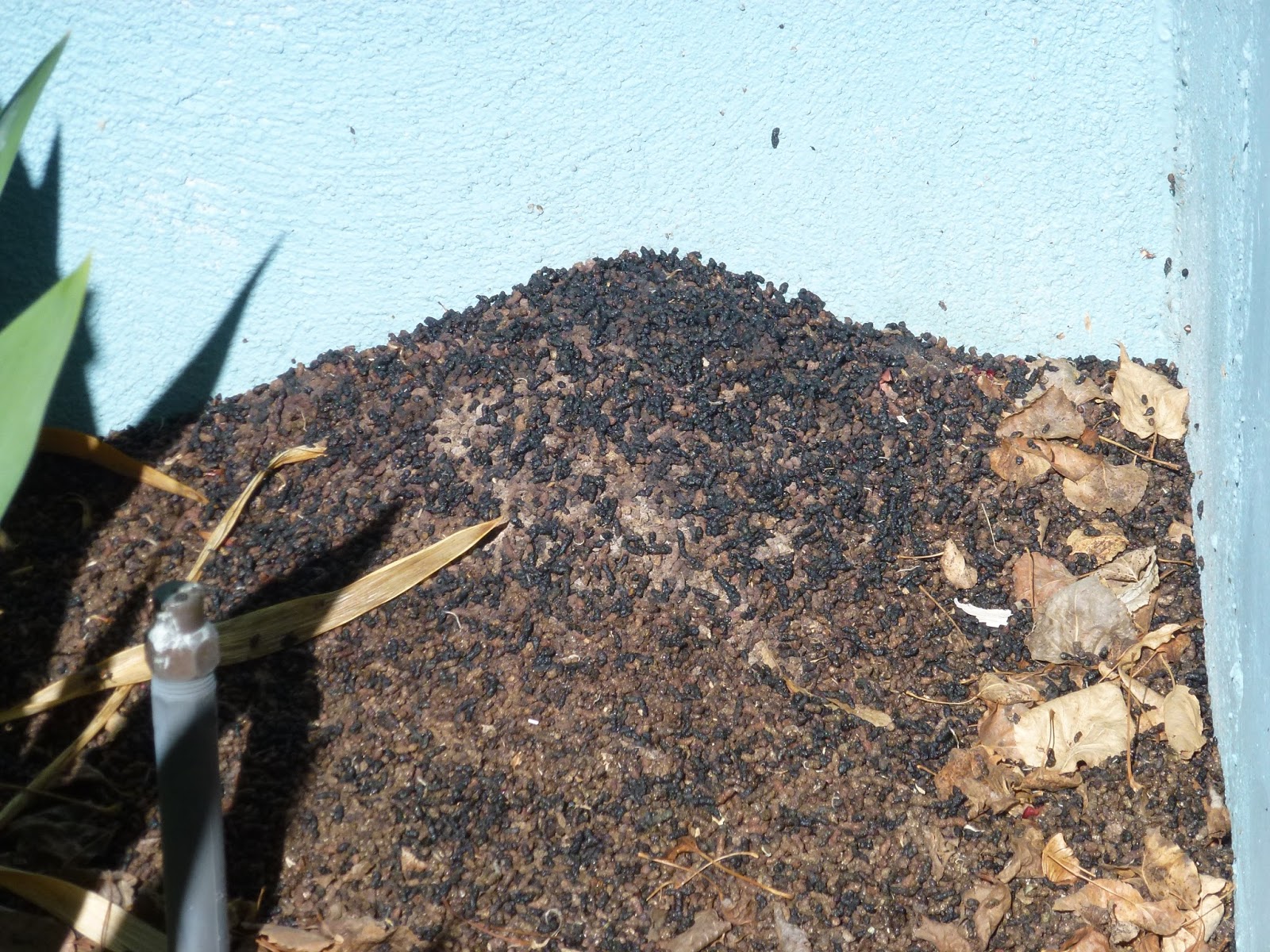 Garden with Betty Cahill: Batty for Bats