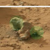 NASA Curiosity Photographed Iguana lizard On Mars