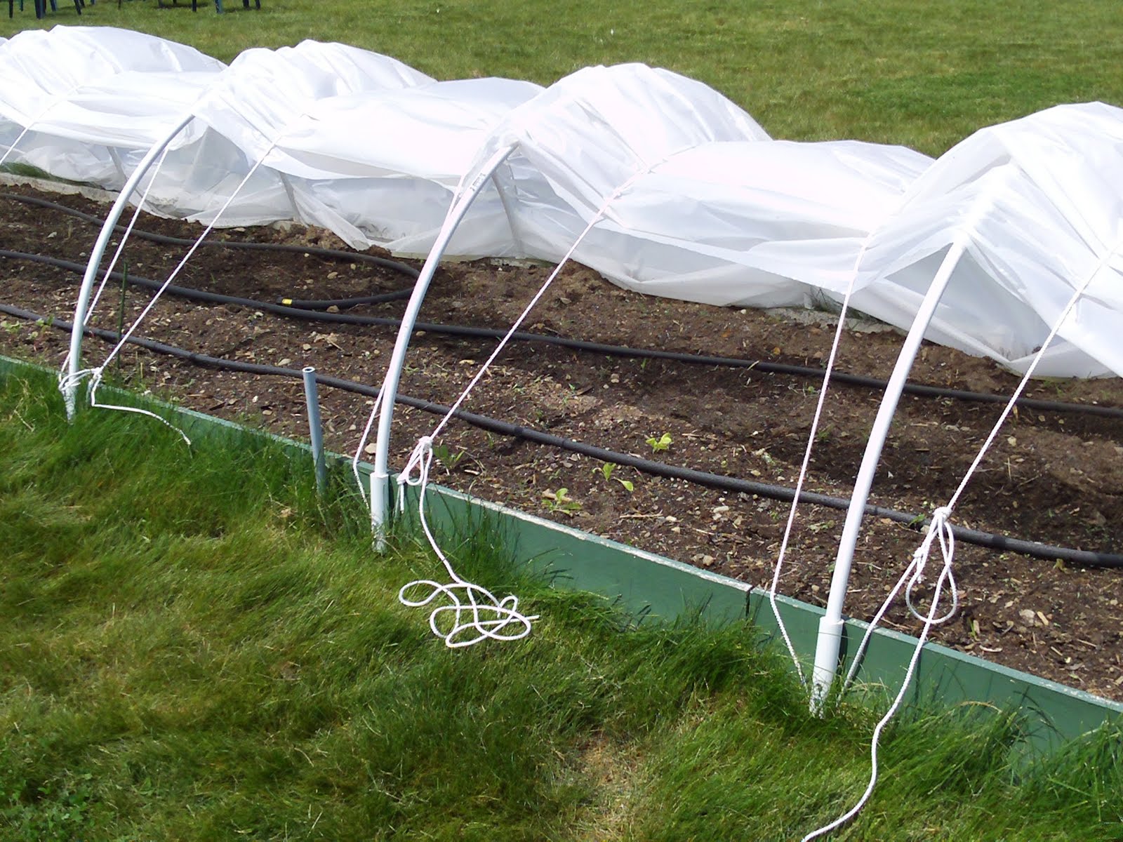 Dave's garden Low tunnel