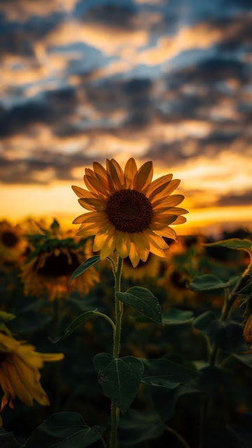 aesthetic sunflower wallpaper