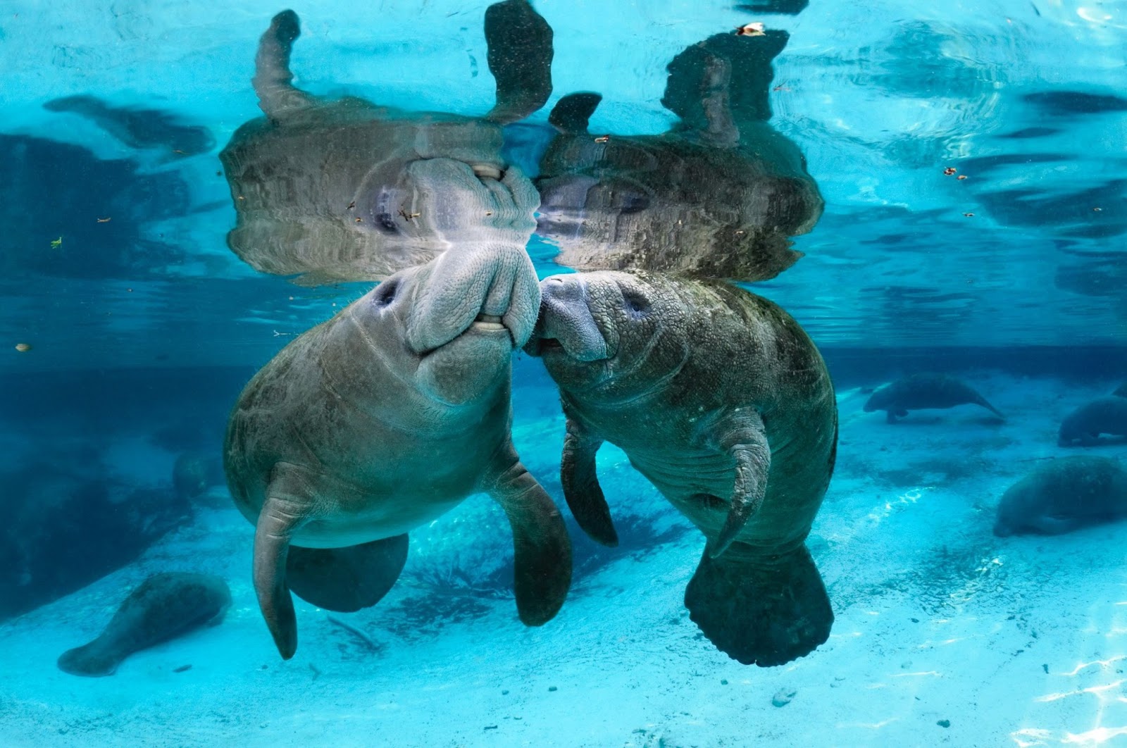 Manatee Passions For Life anatomy-of-a-manatee-man-versus-manatee