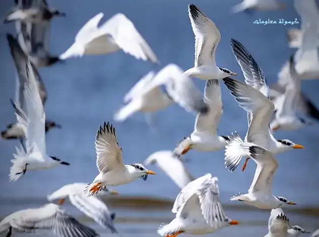 معلومات عن الطيور التى لا تطير موقع المحيط