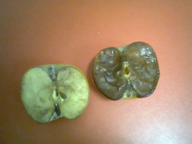 Seminggu Dibacakan Al-Quran, Apel Bisa Jadi Begini, Lantas Bagaimana dengan Badan Kita? Seminggu Dibacakan Al-Quran, Apel Bisa Jadi Begini, Lantas Bagaimana dengan Badan Kita?