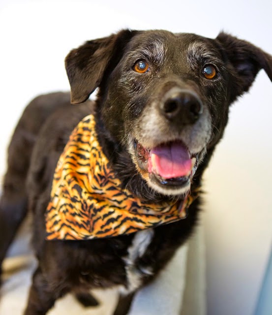 Shelter Dogs of Portland "Griffon" sweet update on a senior Lab mix
