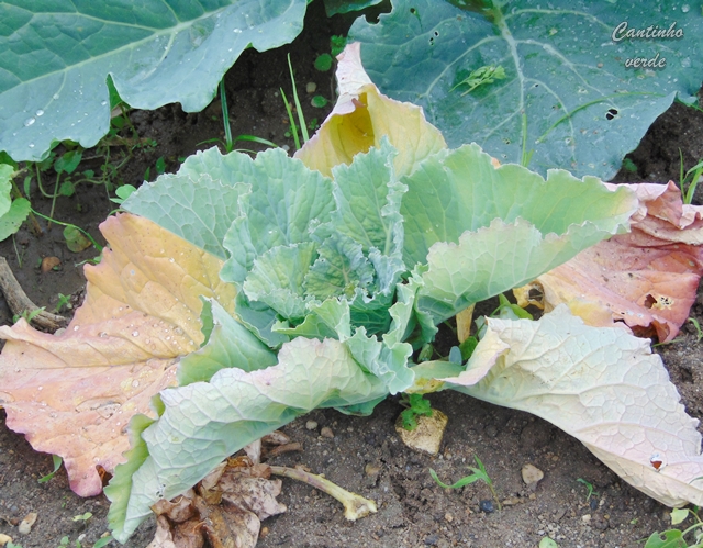 A potra da couve - Plasmodiophora brassicae Wor. - Cantinho verde ...