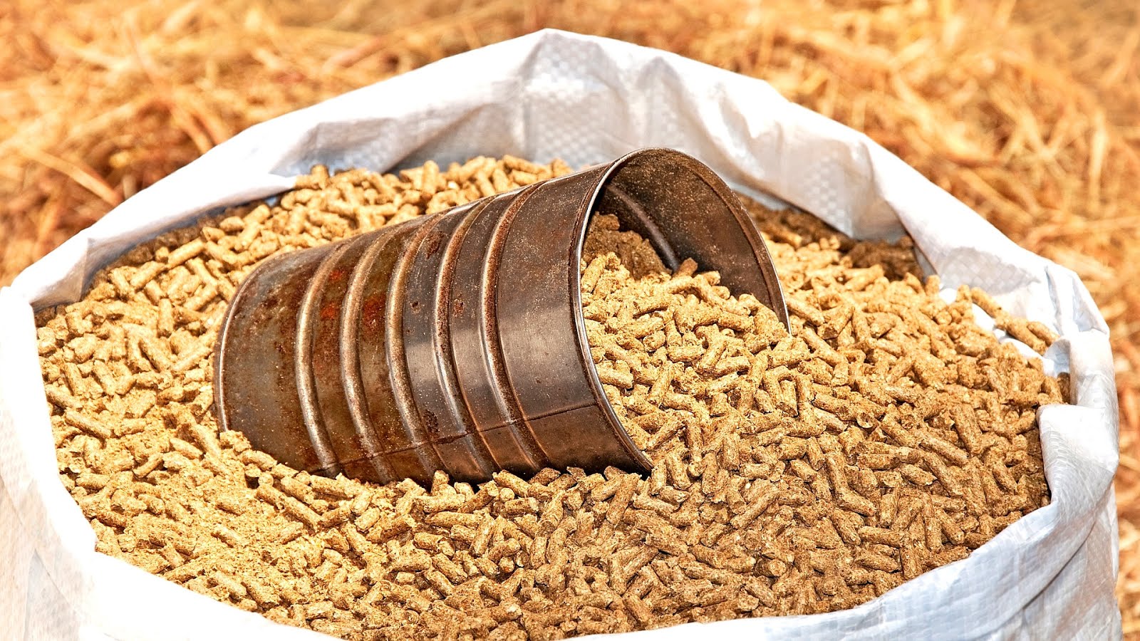 Barley Horse Feed Horse Choices