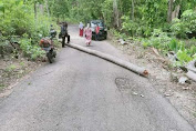 Musim Pancaroba di Selayar, Kembali Akibatkan Tumbangnya Pohon Kelapa