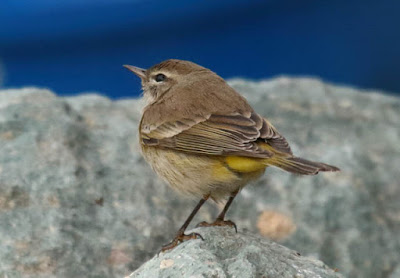 Photo of Palm Warbler on a rock Photo of Palm Warbler on a rock