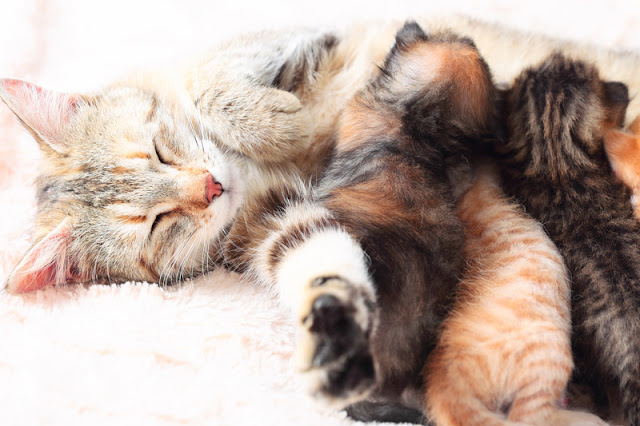 What your cat's nose knows about scent and kittens A mother cat nursing her little kittens
