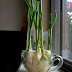 #Gardening : How to Grow Your Own Garlic Chives