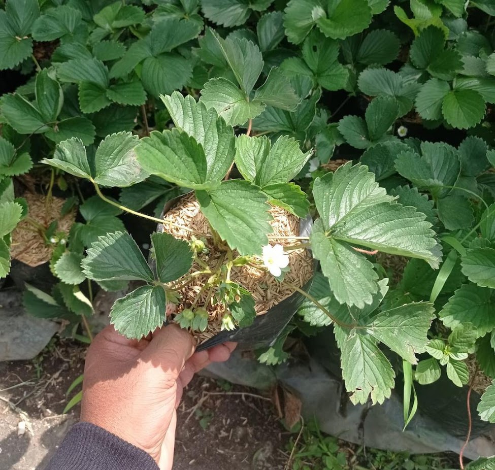 Bibit Tanaman Strawberry Jumbo Strawberry California Kondisi Berbuah Banda Aceh