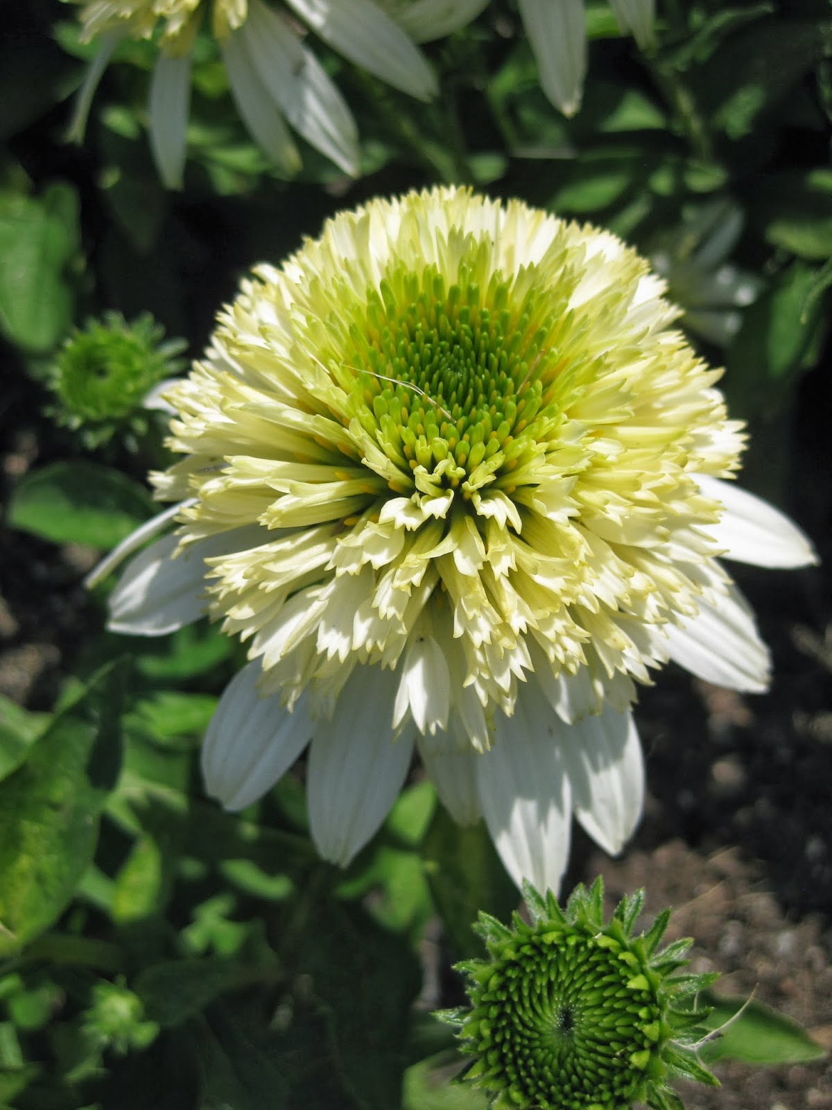Rotary Botanical Gardens Hort Blog Double Coneflowers Double The Fun