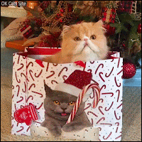 Christmas Cat GIF • Funny Persian cat sitting in a  Christmas bag licking his lips