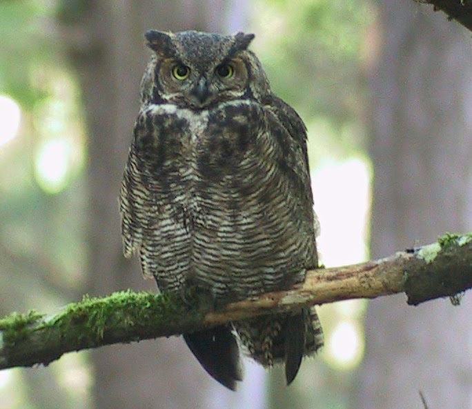 The Backyard Wildbird and Nature Store Nanaimo bird report, April 19, 2014