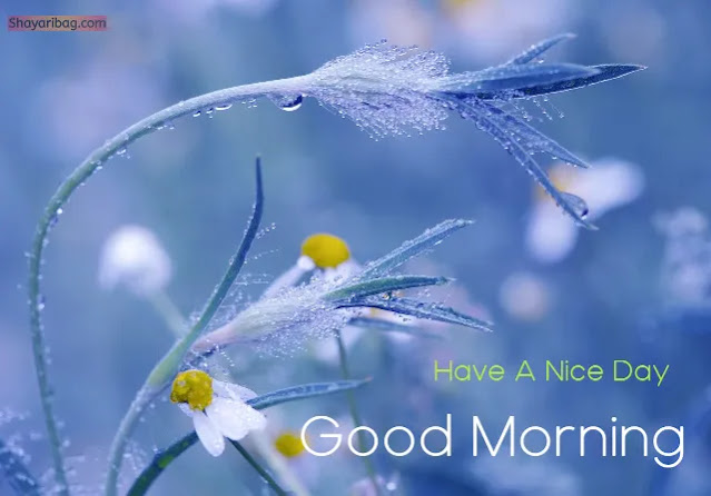 Good Morning Flowers Images Good Morning Flowers Images