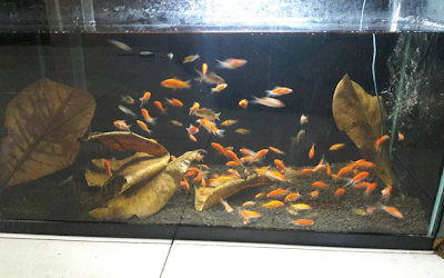 Beri daun ketapang Beri daun ketapang