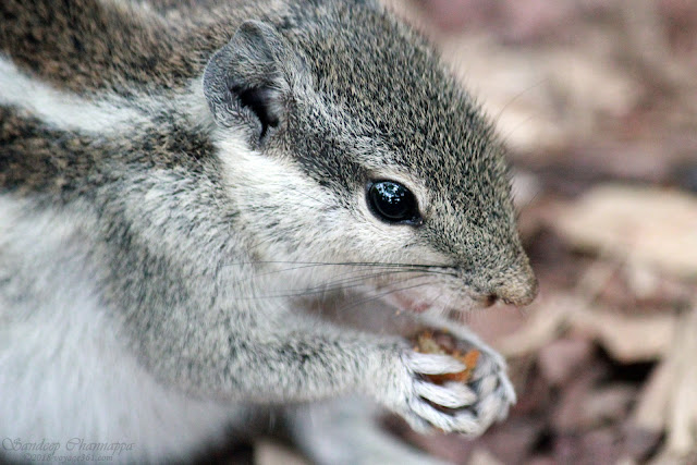 This Squirrel came just beside me, while I was resting on a park bench This Squirrel came just beside me, while I was resting on a park bench