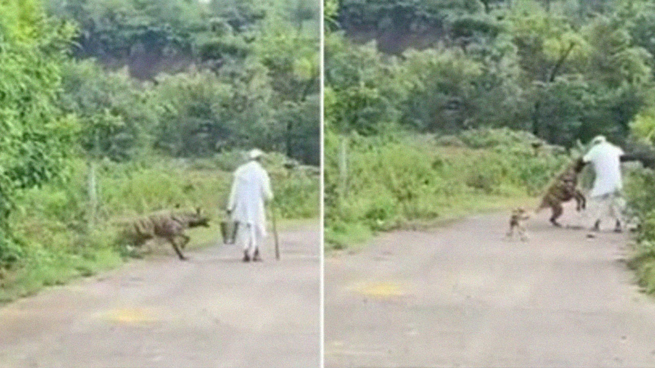 Hiena ataca idoso durante passeio com cachorro; veja vídeo