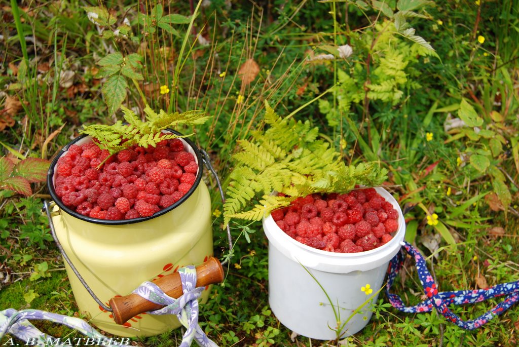 ягоды малины собирают в. малина в лесу. ягоды малины собирают в. корзинка с земляникой. корзинка с ягодами.