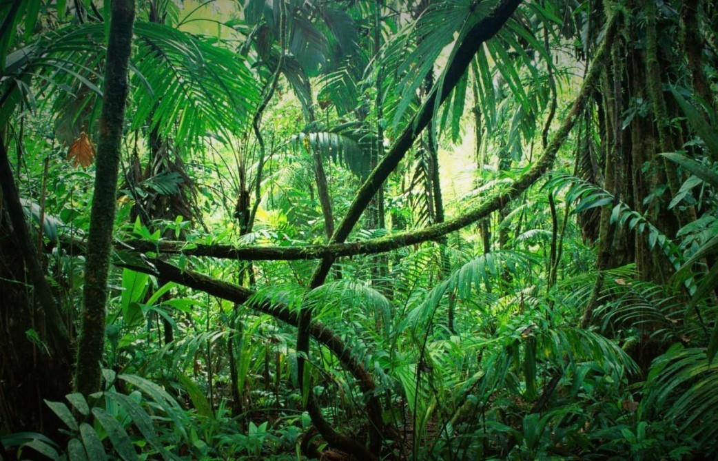 Blij dat ik Brei: Jungle