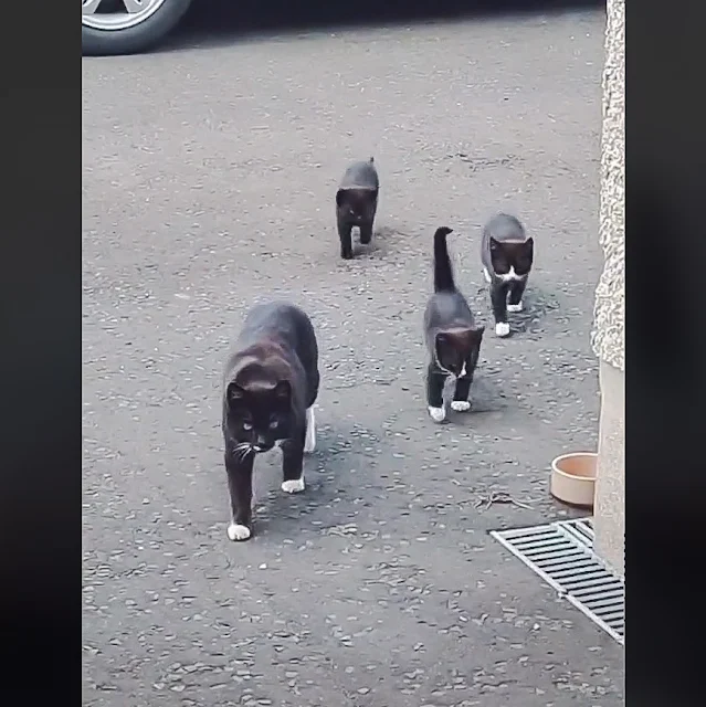 When the stray cat you were feeding shows up with her kittens