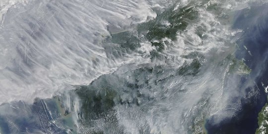Dampak Kebakaran Hutan Di Indonesia Bagi Hewan Buas