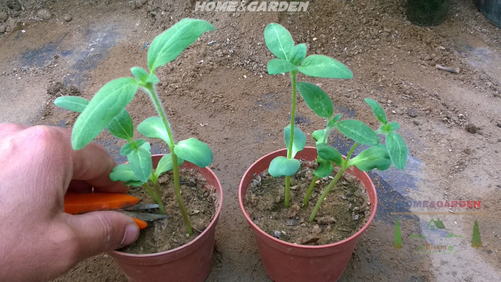 How to Start Sunflower Seeds Indoors