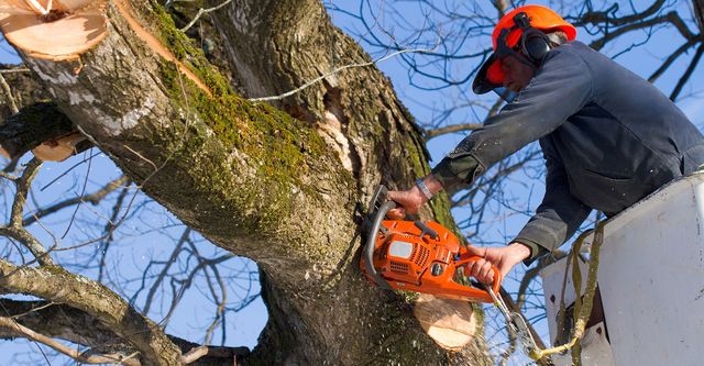 TOP 20 QUOTES ON QUALITY TREE CARE
