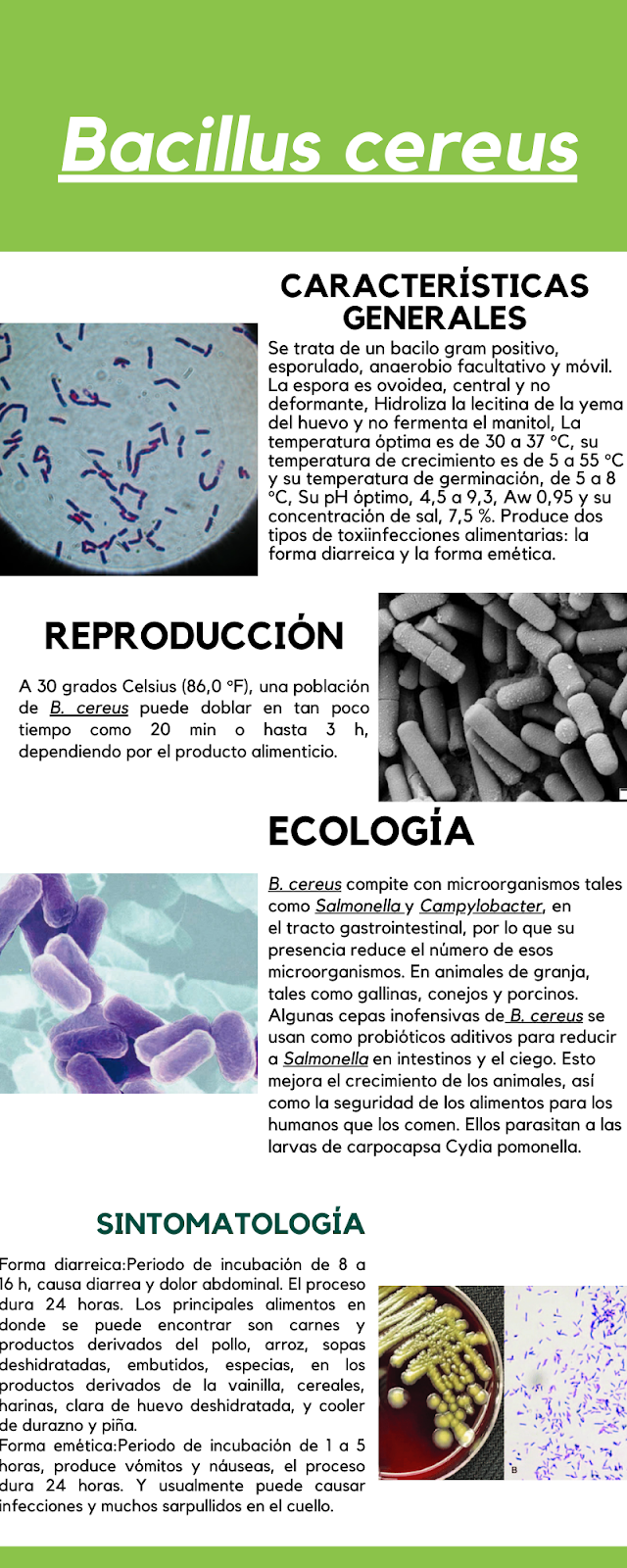 Bacillus cereus