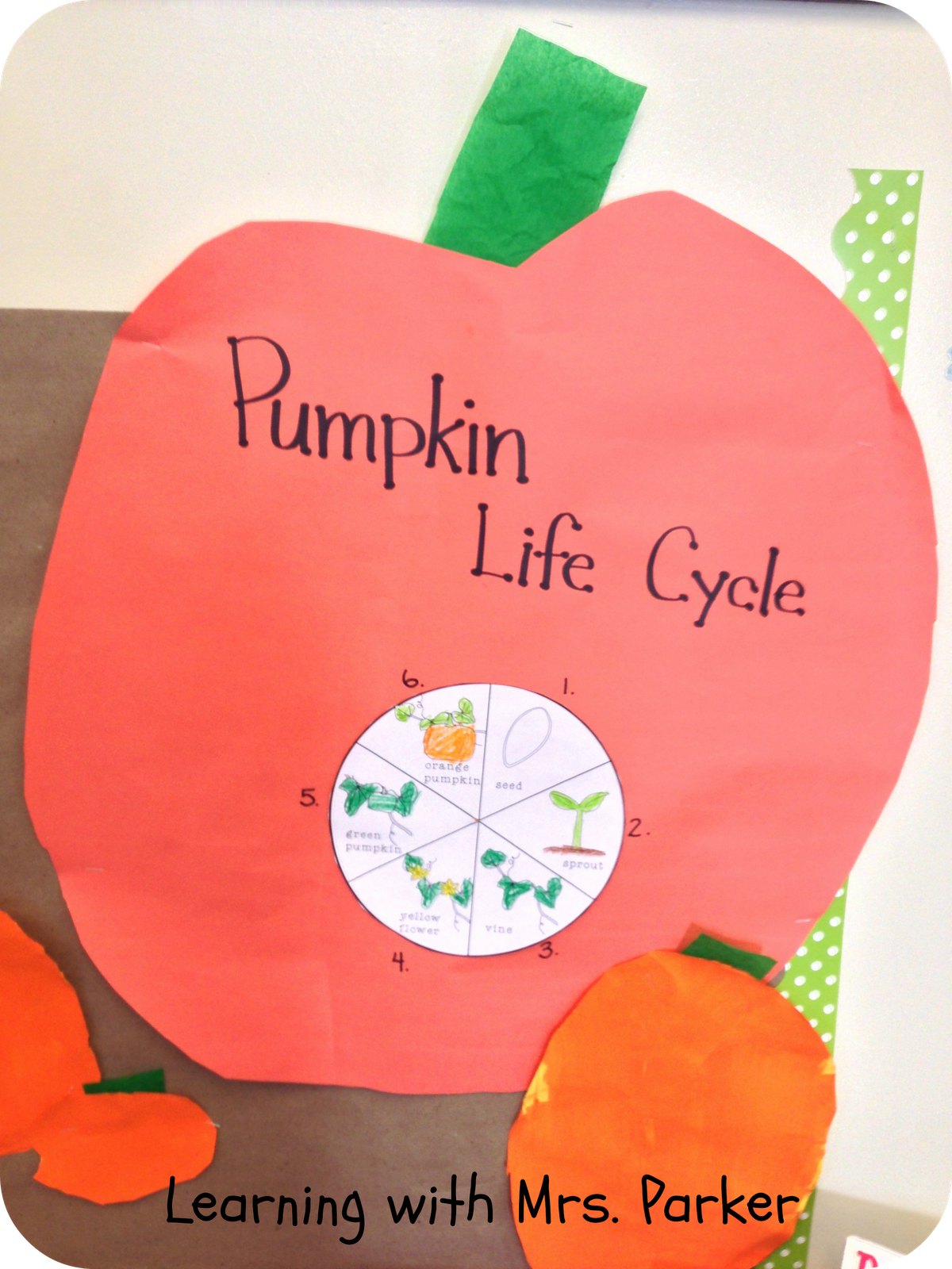 pumpkin-life-cycle-learning-with-mrs-parker