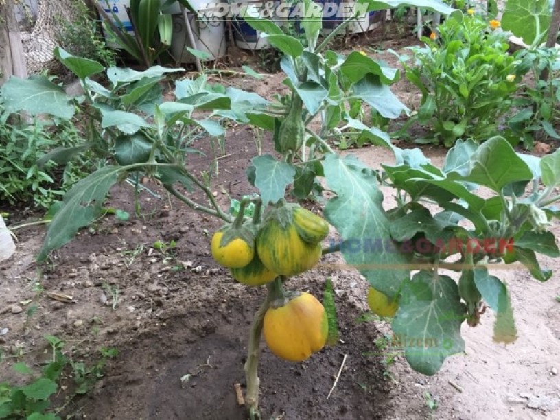 Eggplant Fruit is creamy-white, yellow, brown, purple, or sometimes almost black. Eggplant can grow 2 to 6 feet tall, depending on the variety.