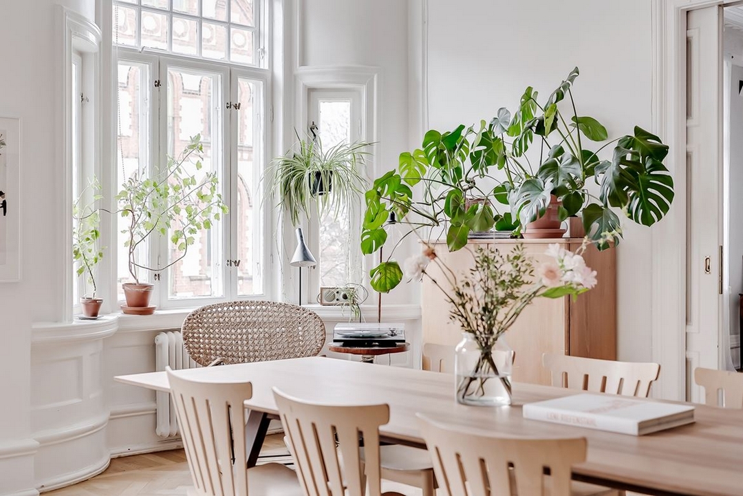 Giant succulents ideas that will impress you