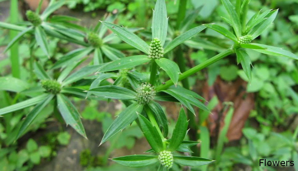 Herbal plants Sri Lanka Andu Kolal/ Eryngium foetidum
