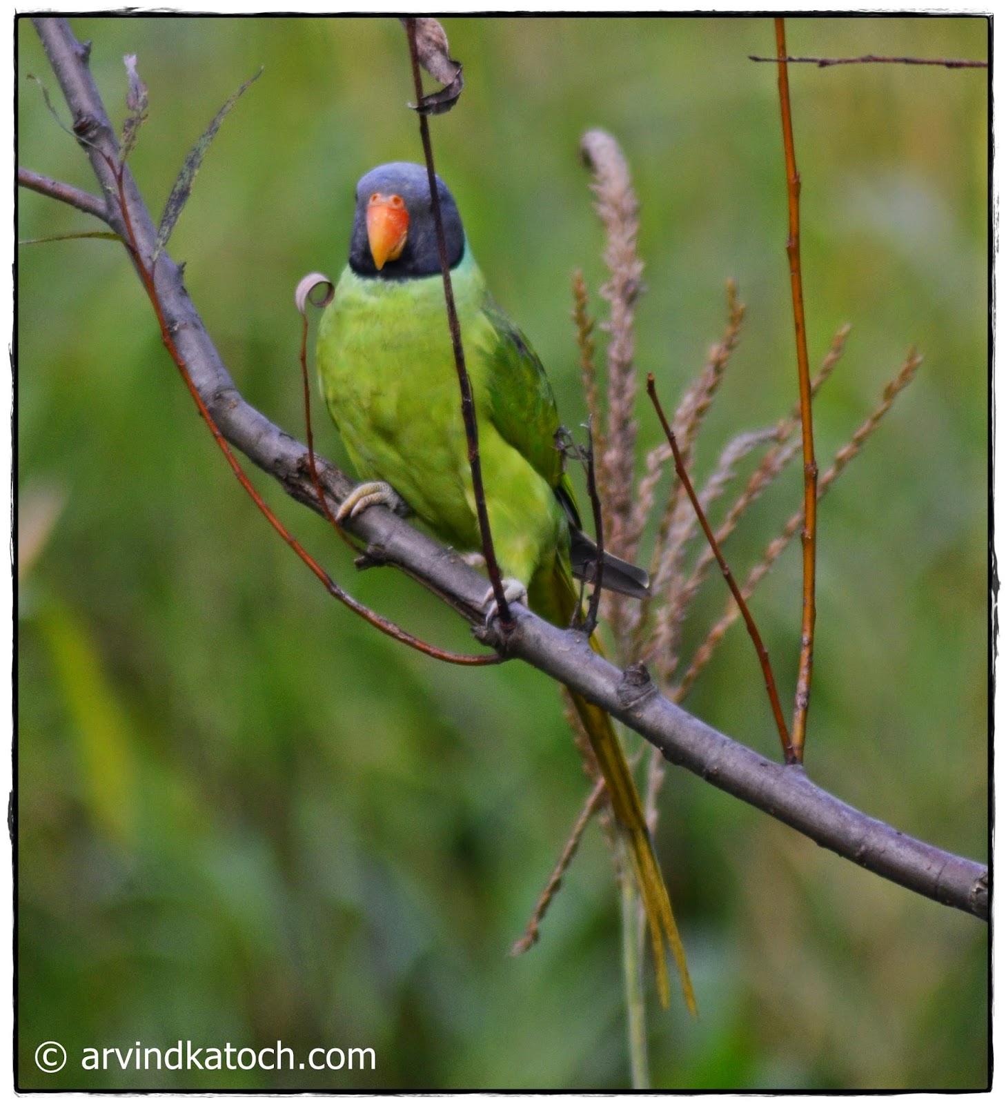 Front Pic, Slaty-headed Parakeet, Himalyan parrot