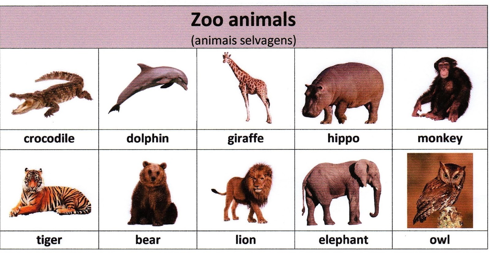 Practice makes perfect Farm animals and zoo animals (4º ano)