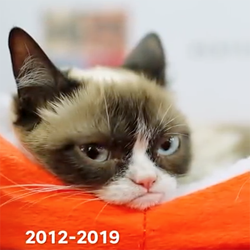 Internet sensation 'Grumpy Cat' has passed away at the age of 7.