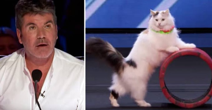 Cats Perform Hilarious Yet Incredible Circus Routine, Leaving The Judge’s Mouths Wide Open