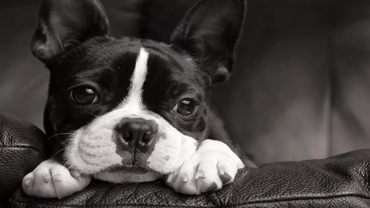 Terrier de Boston Terrier de Boston